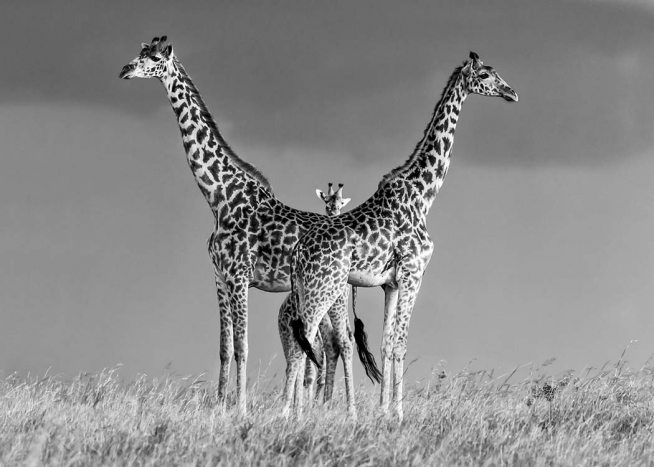 Giraffe Family Poster / Black & white at Desenio AB (10399)