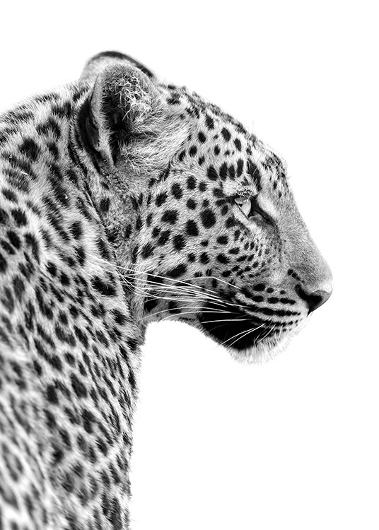  - Black and white animal photo poster of a leopard’s head from the side.