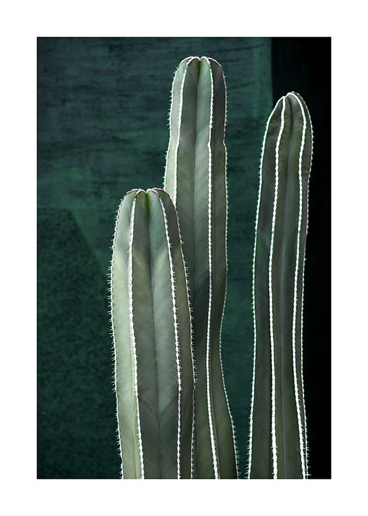 Dark Green Cactus Poster / Photographs at Desenio AB (10983)
