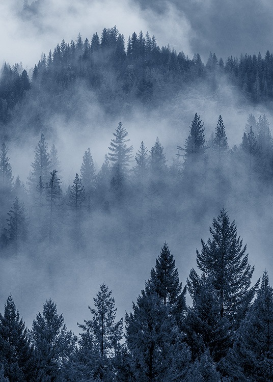  - Great photo poster with a nature motif of a forest which seems blue in the mist.