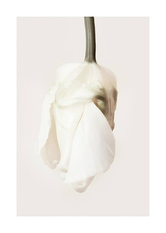 – Photograph of an upside down tulip with white petals against a light beige background