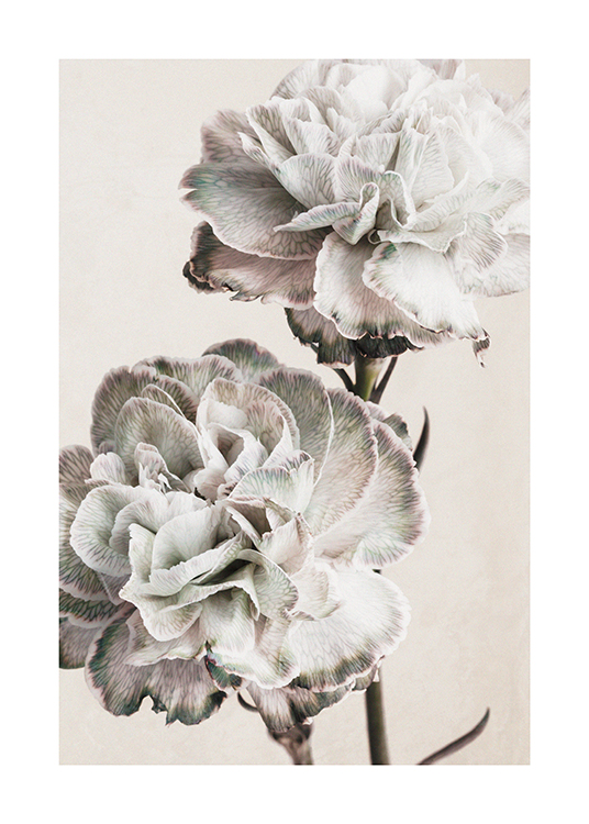  – Photograph of a pair of grey and pink large flowers against a light beige background