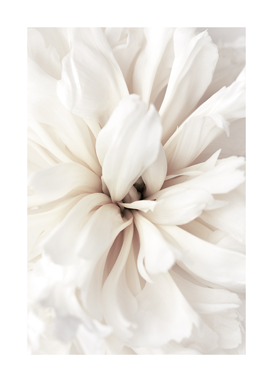  – Photograph with close up of a flower with white petals