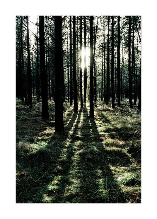  – Photograph of a sunny forest with sunlight shining in between the trees