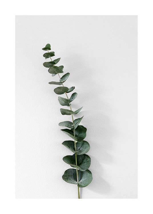 Eucalyptus Branch One Poster