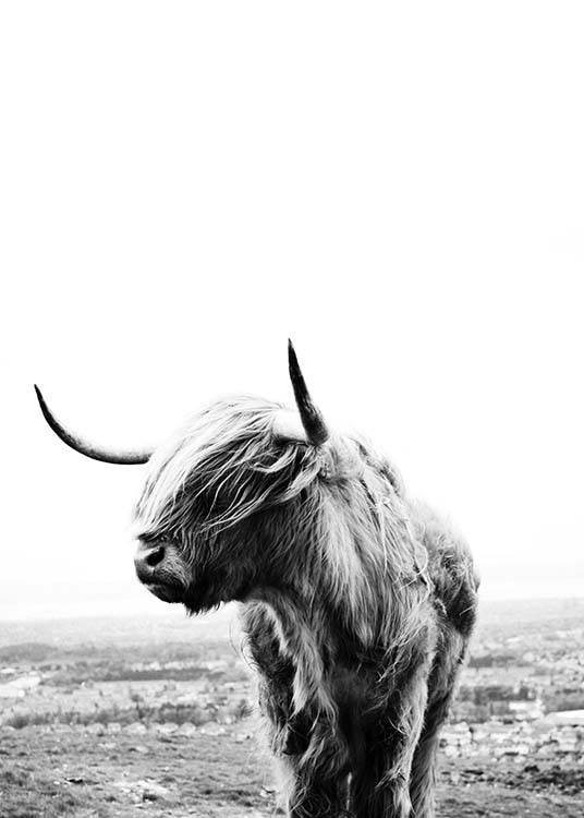  – Black and white photograph of a highland cow with its head to the side